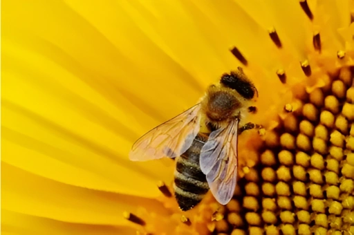 Bee Battle